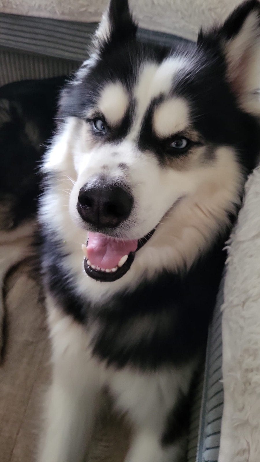 dekreu Husky aangeboden, Particulier, Reu, Buitenland, Eén hond