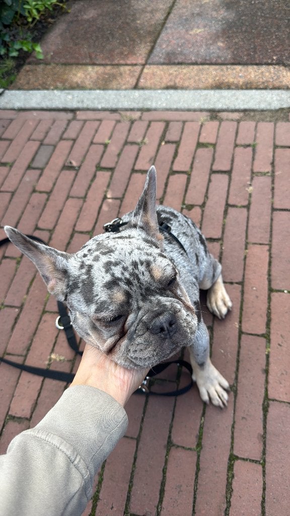 Frans bull, Dieren en Toebehoren, 15 weken tot 1 jaar, Teef, Bulldog, Eén hond