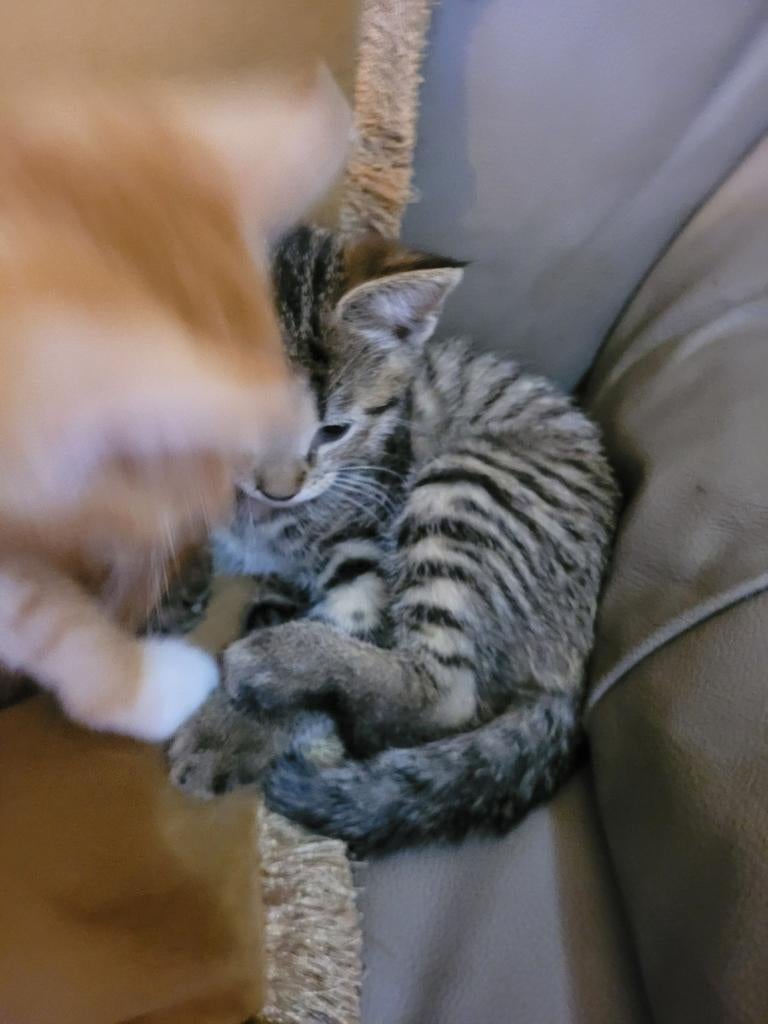 Te koop 3 kittens  GERESERVEERD, Dieren en Toebehoren, Katten en Kittens | Overige Katten, Meerdere dieren
