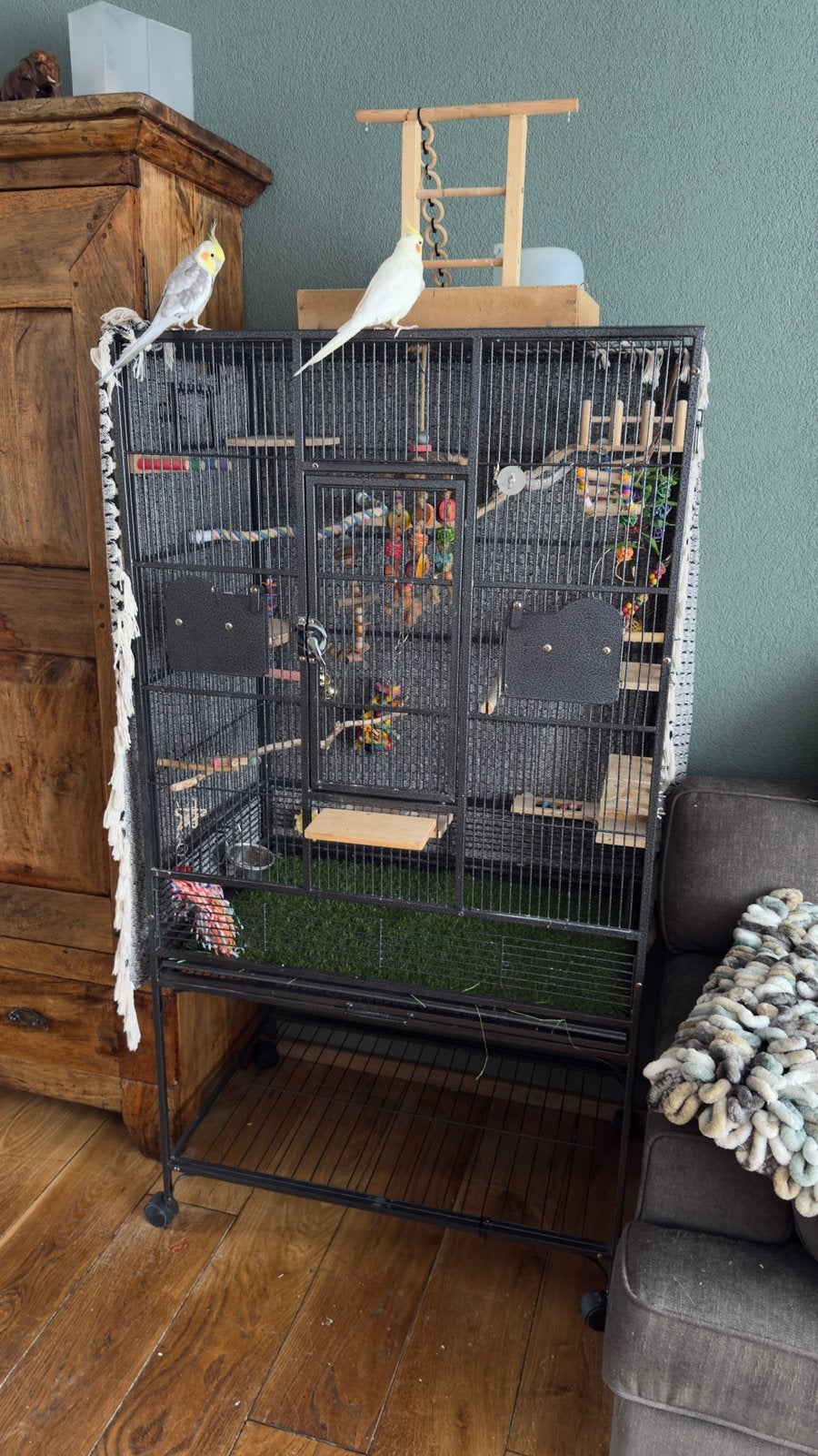 Jonge tamme valkparkietjes met kooien en accessoires, Dieren en Toebehoren, Ophalen, Zo goed als nieuw, Metaal, Vogelkooi