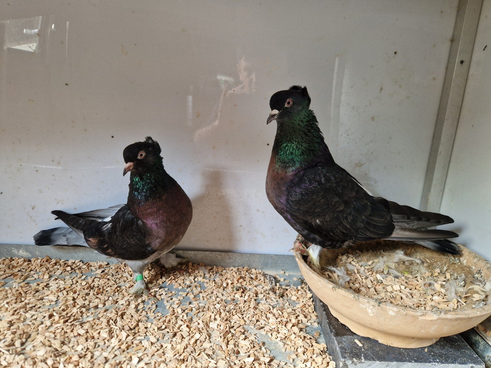 Duiven Takla, Dieren en Toebehoren, Vogels | Overige Vogels, Meerdere dieren