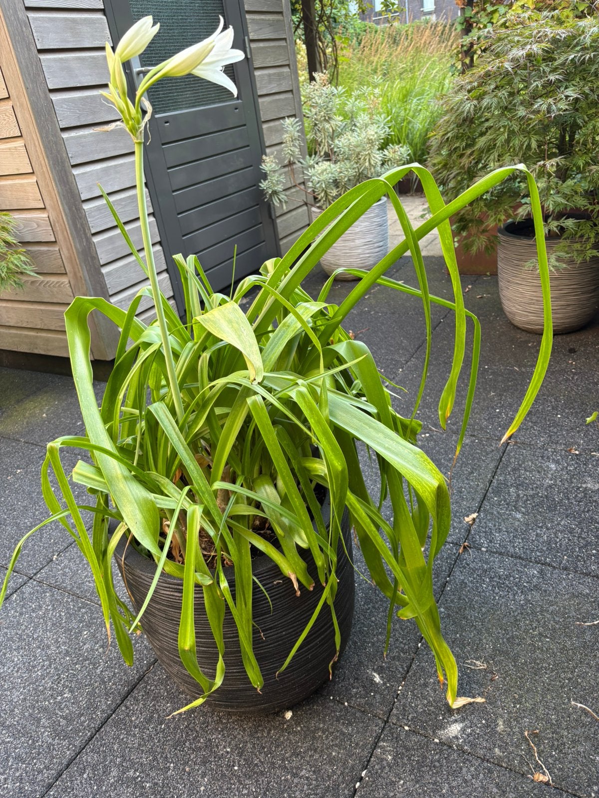 Crinium Haaklelie in Capi Pot, Ophalen, Overige soorten, Volle zon