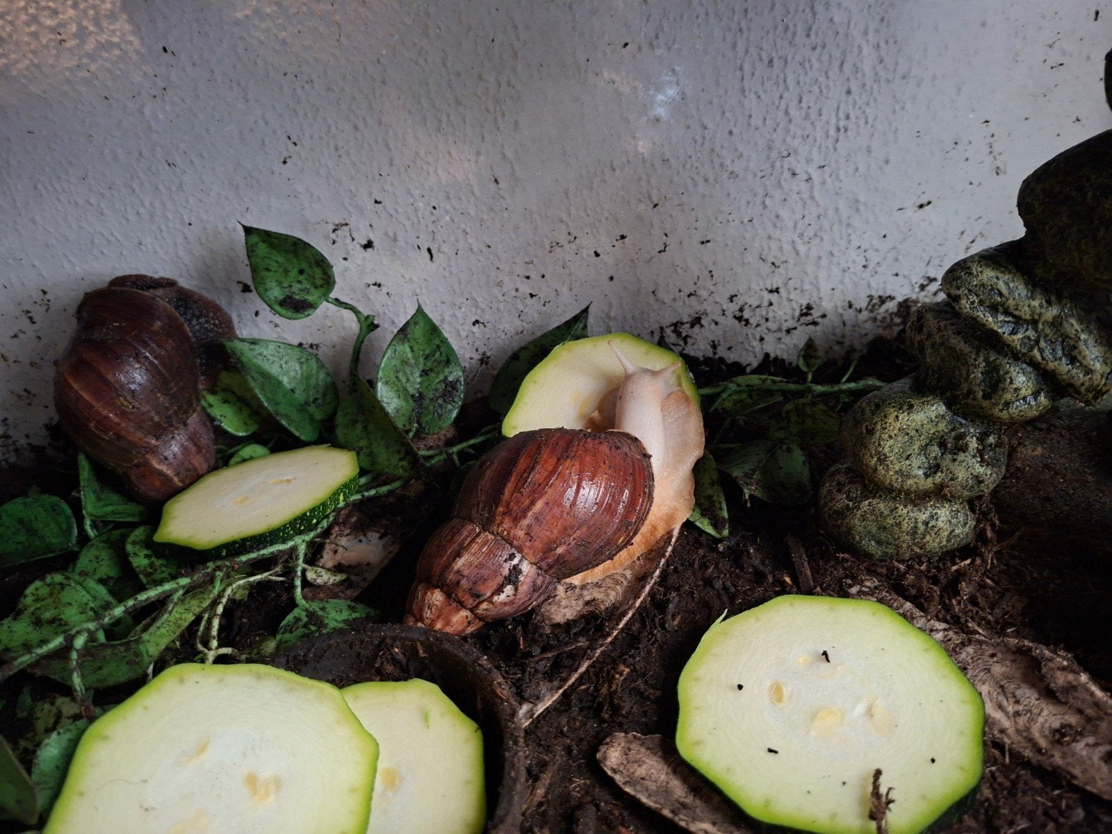 Afrikaanse reuzeslakken met terrarium, Dieren en Toebehoren, Overige soorten, Met terrarium, 3 tot 6 jaar