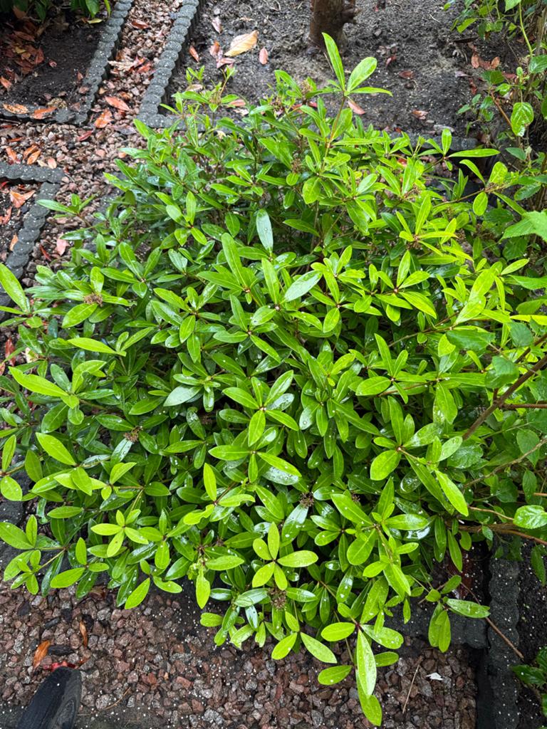 Grote Skimmia Vaste Plant - ca. 1 meter breed, Tuin en Terras, Planten | Tuinplanten, Vaste plant, Halfschaduw, Lente, Ophalen