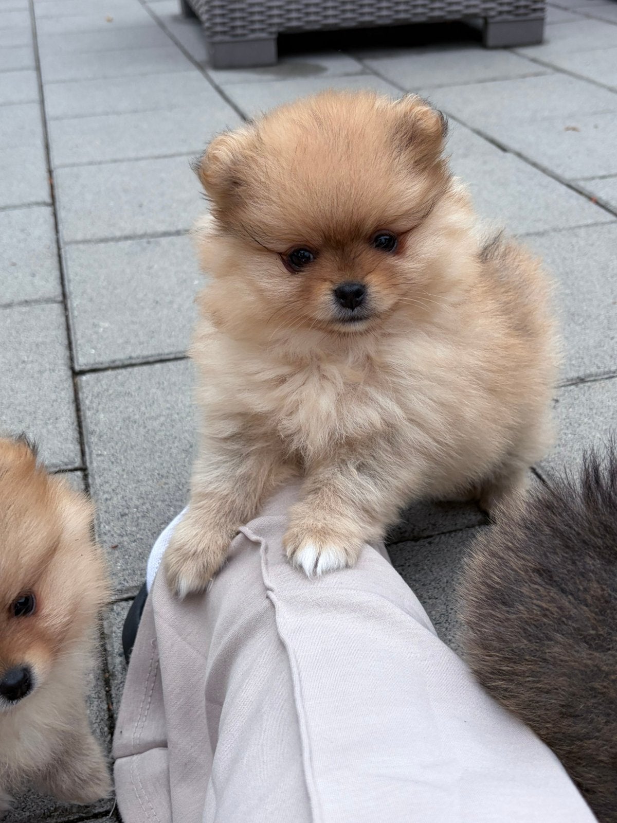 Prachtige pomeranian pups! NL gefokt met stamboom, Dieren en Toebehoren, Parvo, Keeshond, 8 tot 15 weken, Meerdere