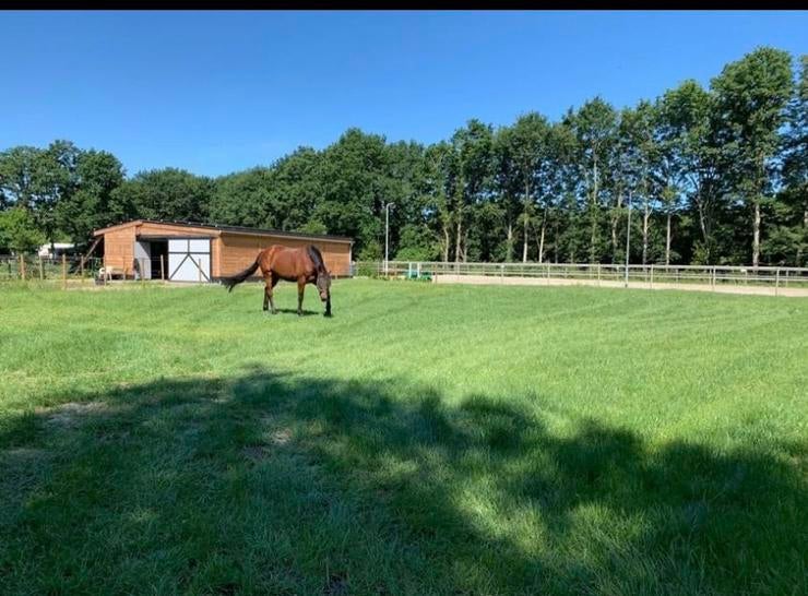 Stalling te huur 4 tot 5 paarden, Dieren en Toebehoren, Weidegang, 4 paarden of pony's of meer