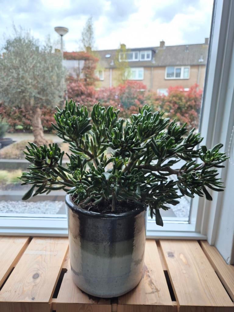Crassula horntree in bloempot hoogte 50cm, Ophalen, Vetplant, Halfschaduw, In pot