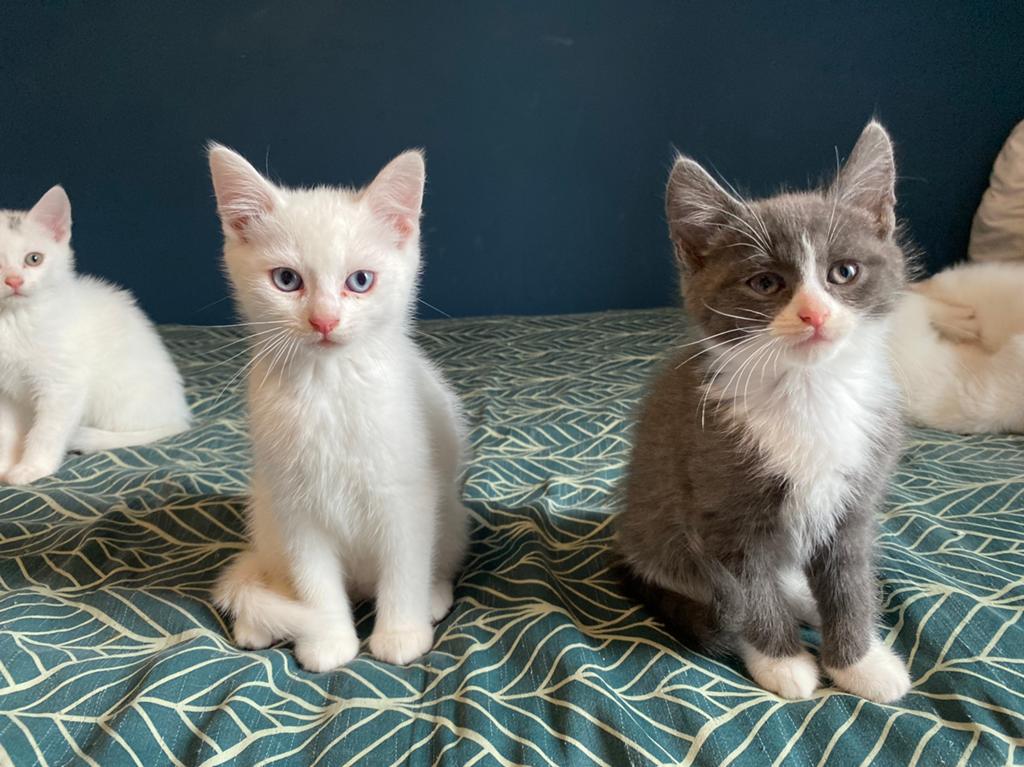 8 Superlieve en Mooie (Witte/Grijze) Kittens 8 weekjes, Dieren en Toebehoren, Katten en Kittens | Overige Katten, 0 tot 2 jaar