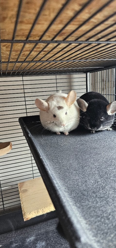 2  Chinchilla alleen samen weg, Chinchilla, Juli, Vrouwelijk, Tam