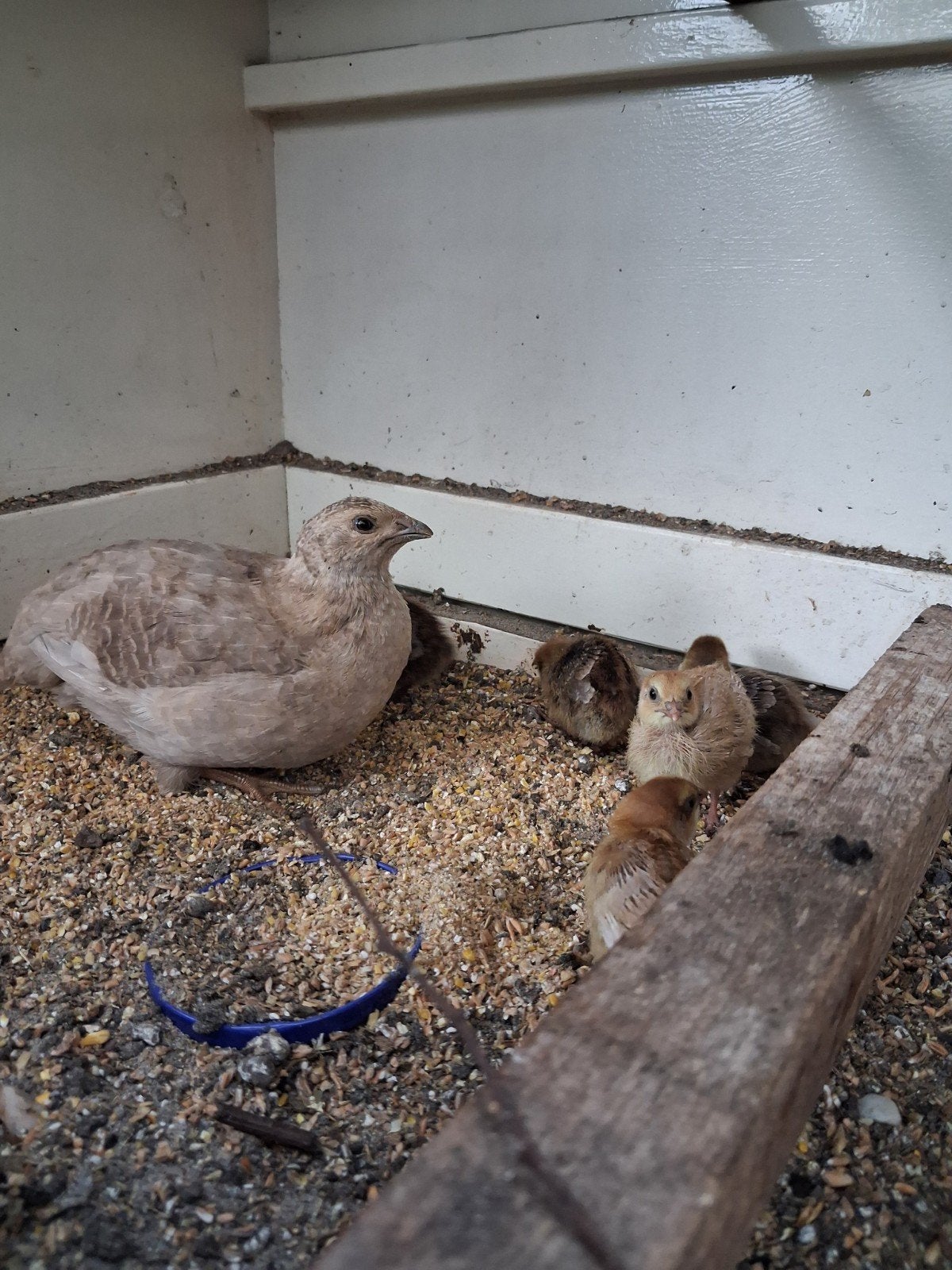 japanse kwartel hen + 5 kuikens, Dieren en Toebehoren, Vrouwelijk