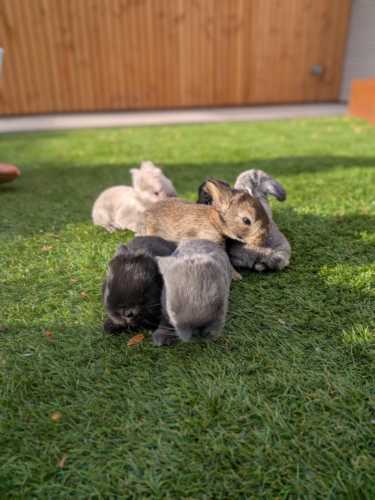 Prachtige minilop konijntjes, Dieren en Toebehoren, Juli, Meerdere dieren, Overige typen, Tam