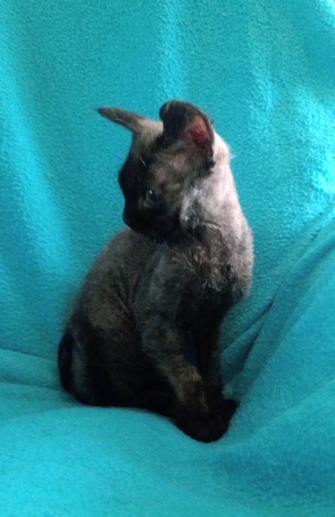 Aparte, bijzondere kitten, Dieren en Toebehoren, Kater, Ontwormd, 0 tot 2 jaar