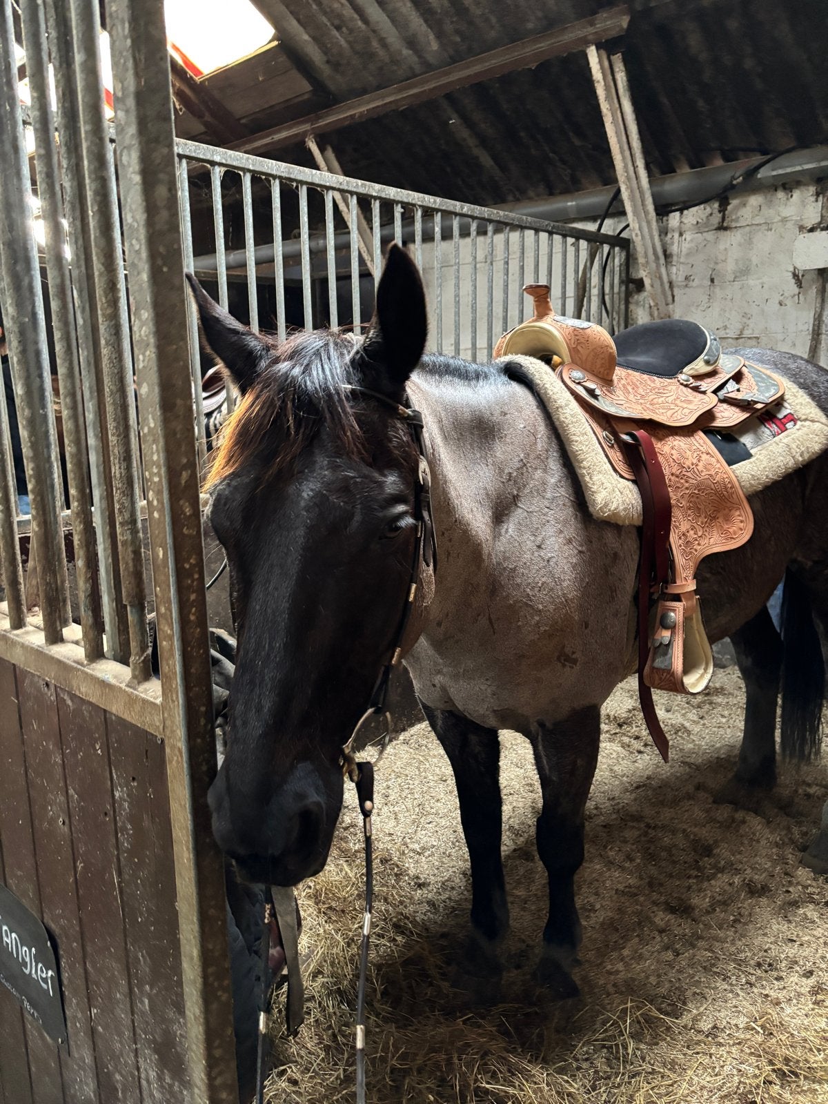 2 western zadels zonder singel, Dieren en Toebehoren, Paarden en Pony's | Zadels, Ophalen, Nieuw