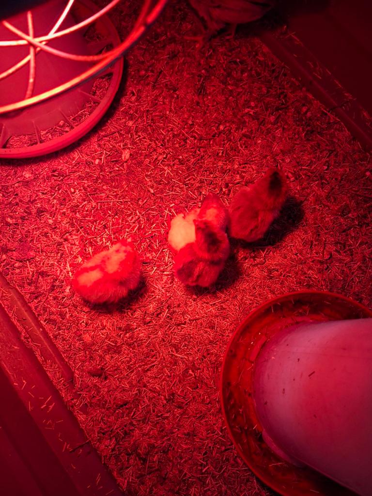 Kippenkuikens legkippen, Dieren en Toebehoren, Geslacht onbekend, Kip