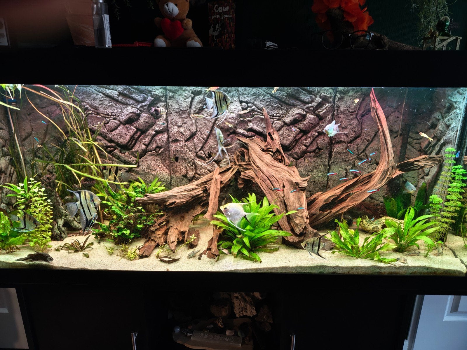 Juwel Rio 450L, lees beschrijving!, Ophalen, Gebruikt, Leeg aquarium, Juwel