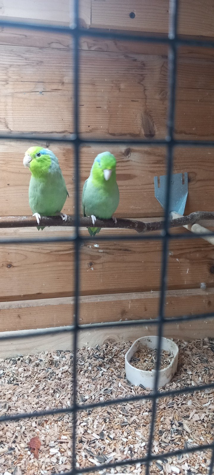 2 forpussen, Mannelijk, Parkiet, Tam