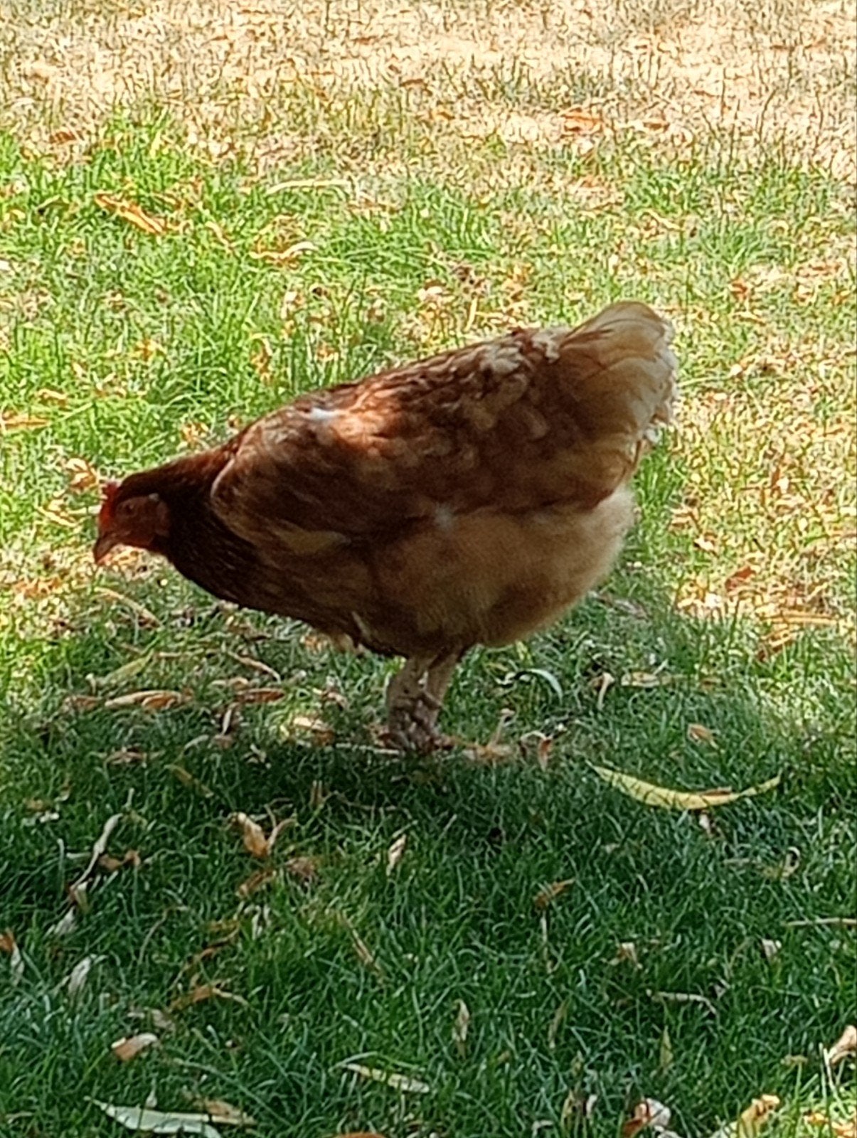 leghennen, Dieren en Toebehoren, Vrouwelijk, Kip