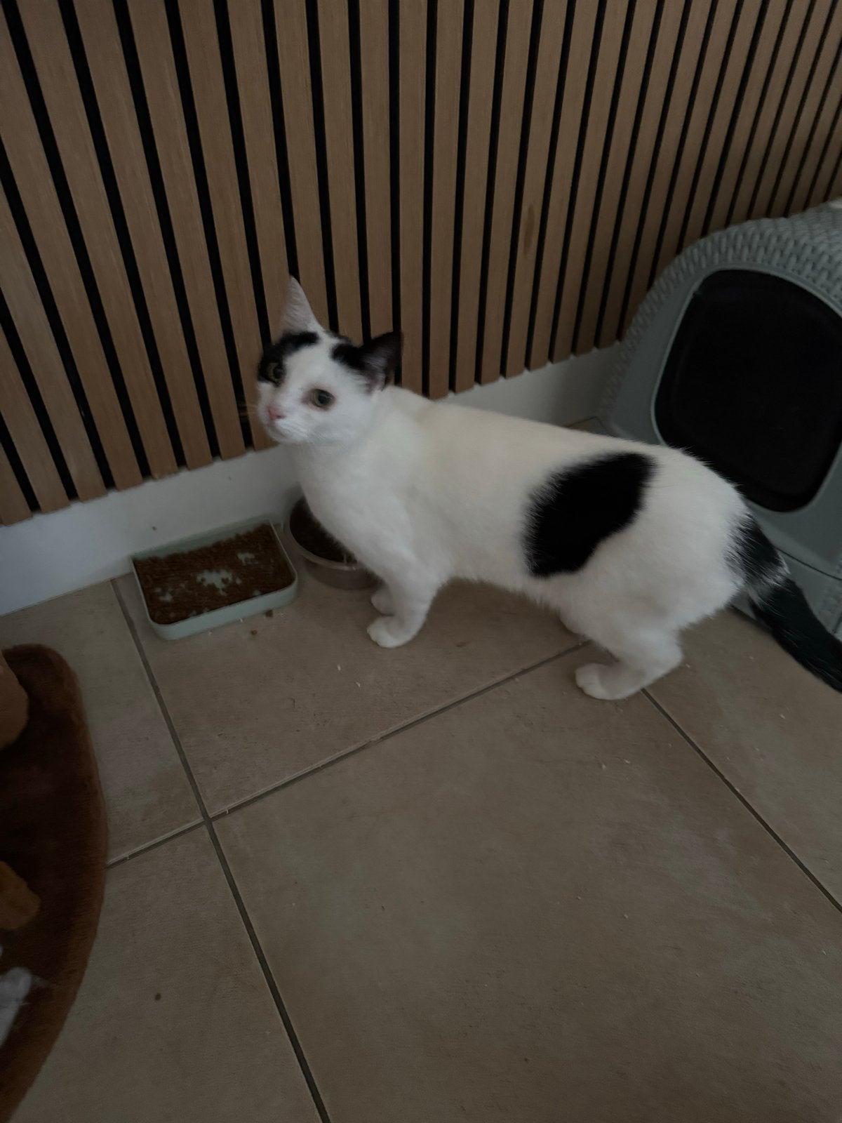Lieve sky zoekt nieuw warm mandje, Dieren en Toebehoren, Poes, Kortharig, 6 jaar of ouder