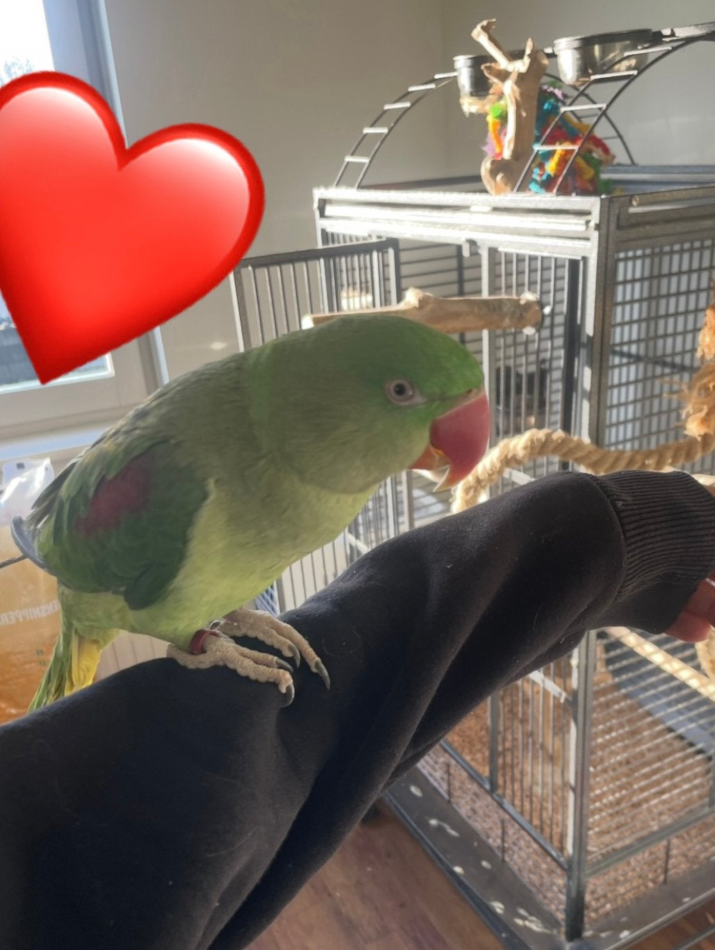 Koppel hand tamme alexanderparkieten, Dieren en Toebehoren, Meerdere dieren, Parkiet, Tam