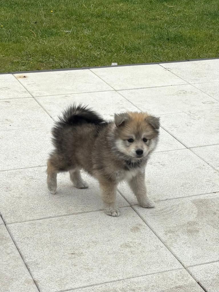 🐶 sociaal Pomsky reutje zoeken gouden mandje, Dieren en Toebehoren, België, Particulier, Overige rassen, 8 tot 15 weken