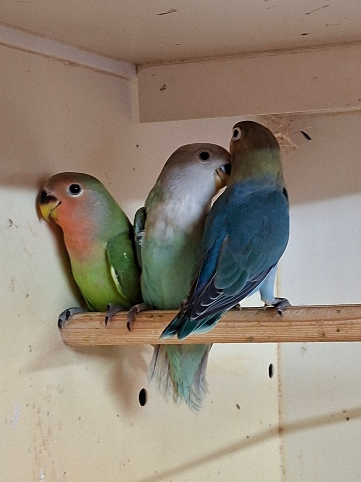 Te Koop 3  Agapornis fischerie, Dieren en Toebehoren