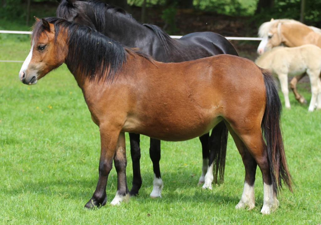 Twee mooie bruine Welsh sectie a merries, Dieren en Toebehoren, Pony's, Merrie, B pony (1.17m tot 1.27m), Met stamboom, 7 tot 10 jaar