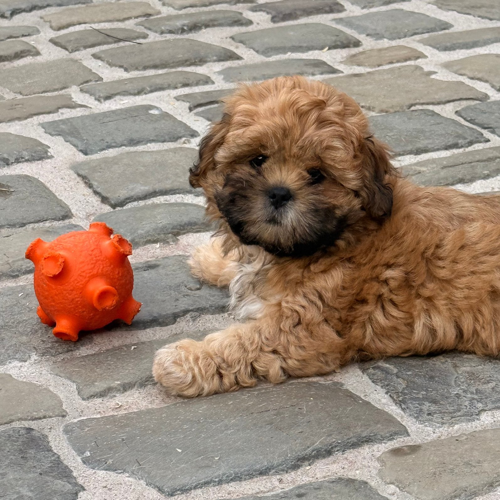 Lhasa apso pups, Parvo, Nederland, Overige rassen, 8 tot 15 weken