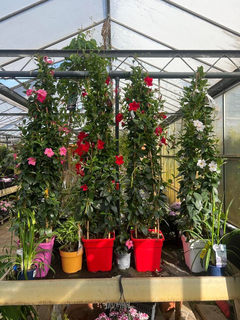 Mandeville / Sundeville 125-150 cm - 2 planten in pot, Tuin en Terras, Planten | Tuinplanten, Ophalen, Volle zon, Vaste plant