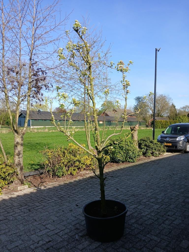 Perenboom conference, Ophalen of Verzenden, Minder dan 100 cm