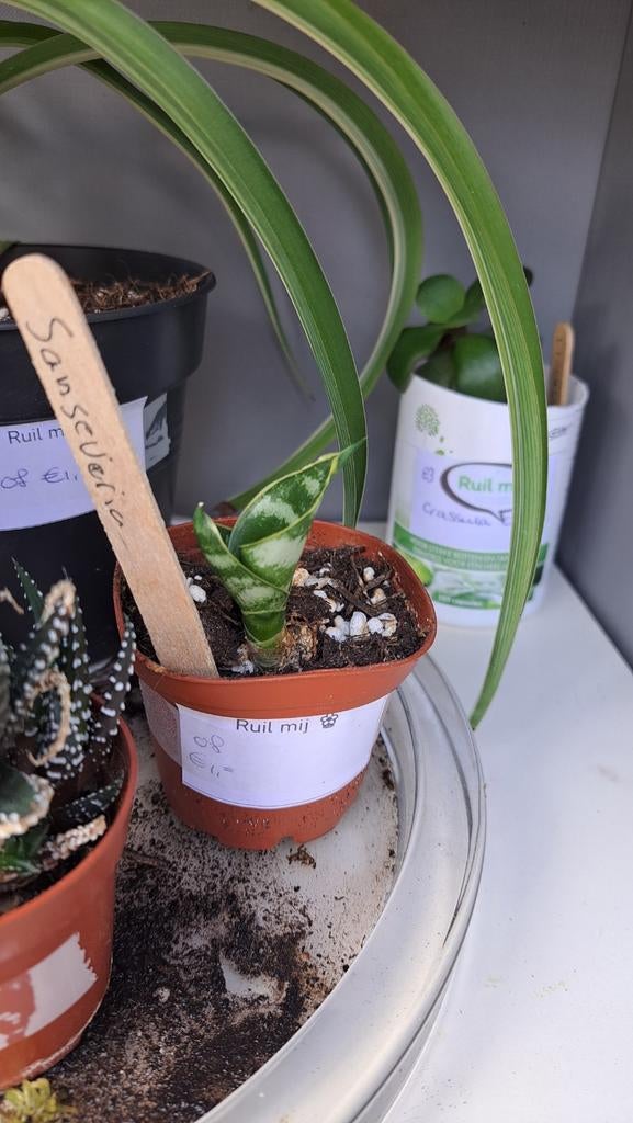 Sansevieria, Huis en Inrichting, Kamerplanten, Ophalen, Halfschaduw, Minder dan 100 cm