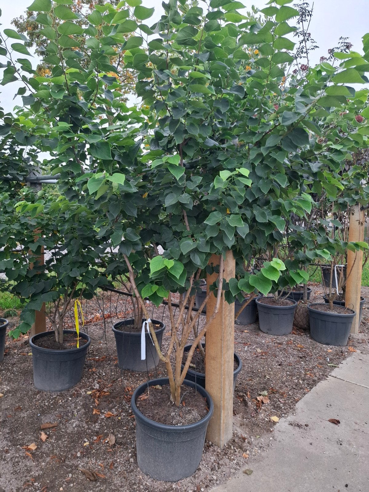 de witte Chinese judasboom Cercis chinensis 'Shirobana', Tuin en Terras, Ophalen, In pot, Volle zon, Overige soorten