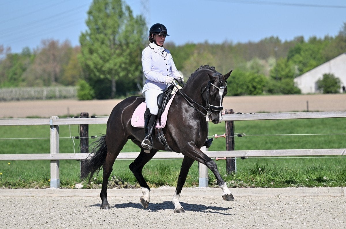 Bloedmooie ZZ dressuur merrie, Dieren en Toebehoren, Paarden, ZZ, Dressuurpaard, 11 jaar of ouder, 165 tot 170 cm