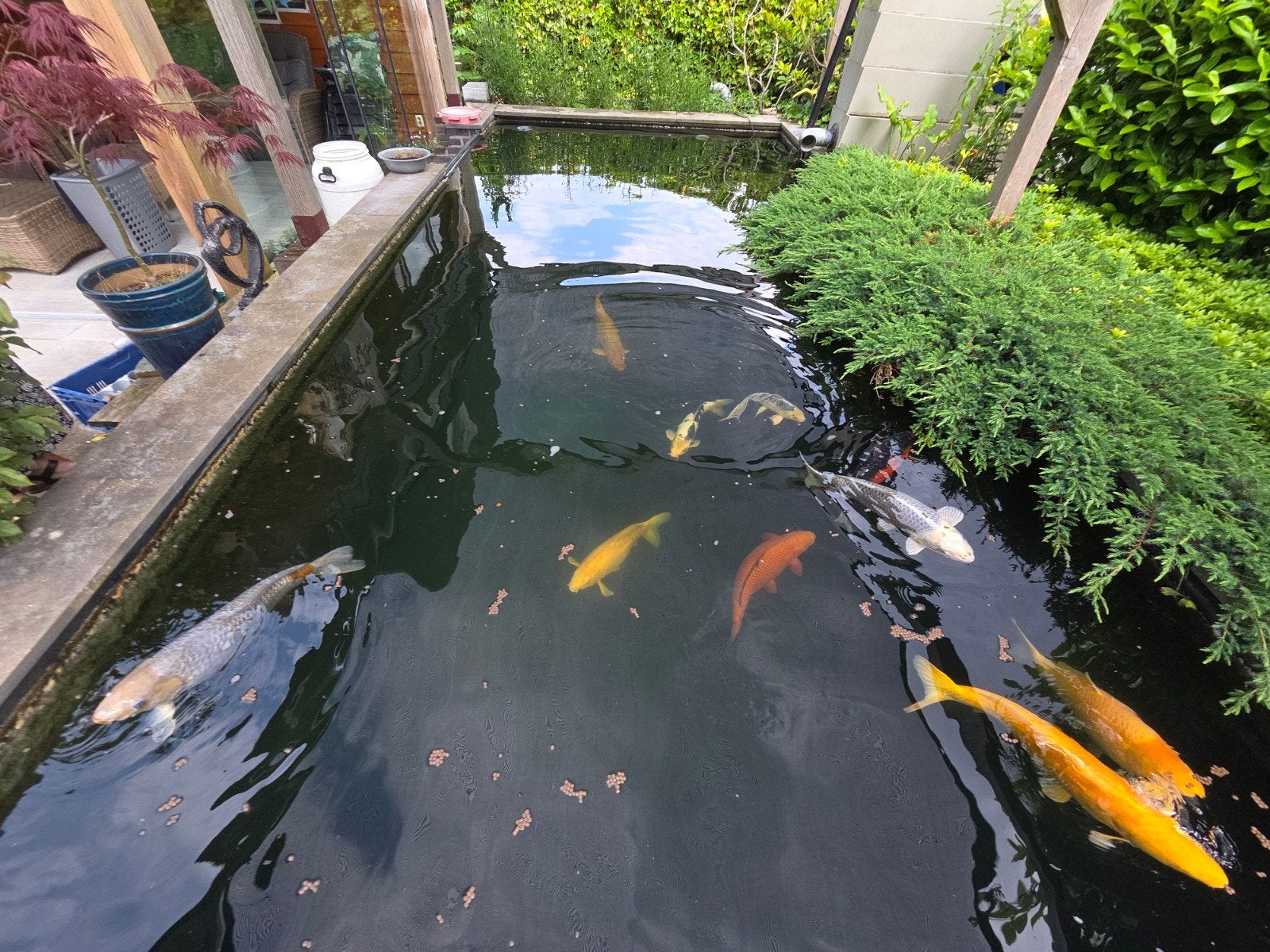 Grote koi hobby, Dieren en Toebehoren, Vissen | Vijvervissen