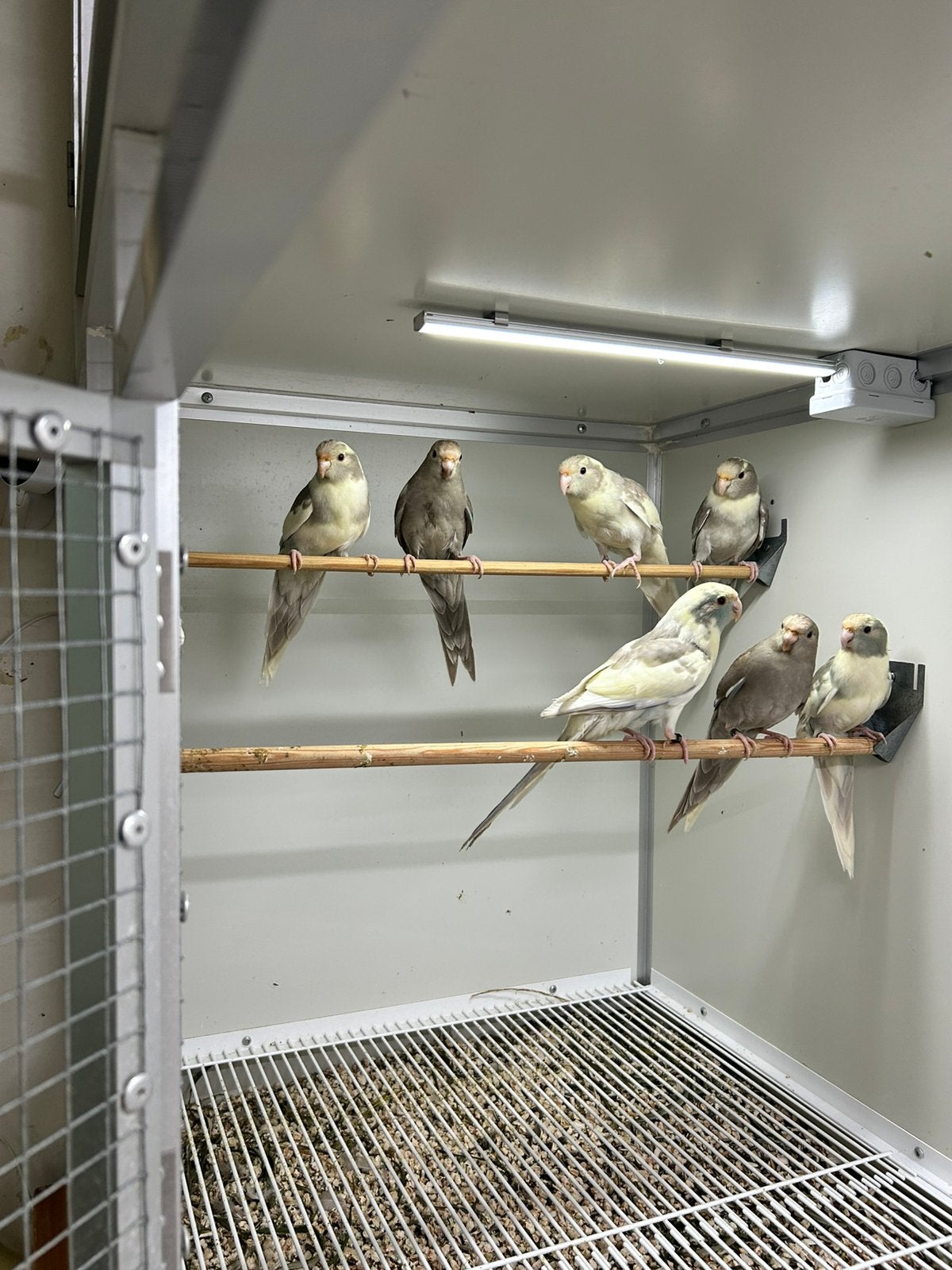 Kakariki’s creme bont grijs, Meerdere dieren, Parkiet, Geringd