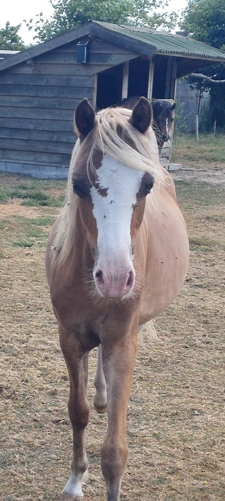 leuke pony jaarlingen, Dieren en Toebehoren, Pony's, Ruin, A pony (tot 1.17m), Met stamboom, 0 tot 2 jaar