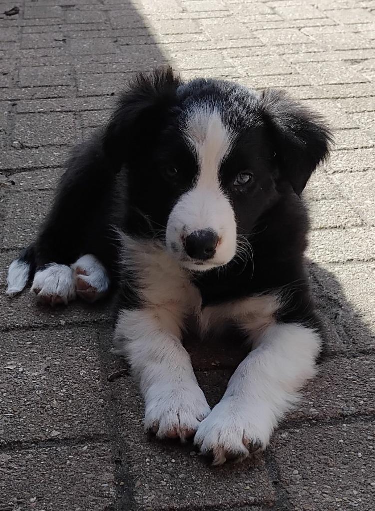 border collie pups, 25% australian shepherd, Reu, 8 tot 15 weken, Collie, Parvo