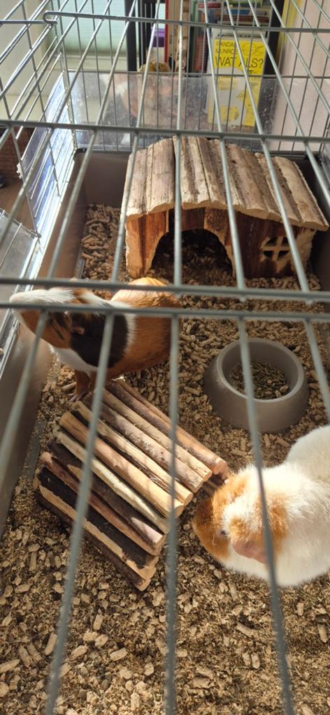 2 cavia's, inclusief kooi en eten e.d., Cavia, April, Mannelijk, Tam