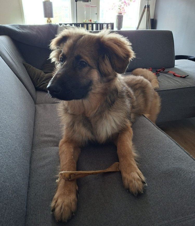 Beer herplaatser, Dieren en Toebehoren, Honden | Niet-rashonden, Particulier, Reu, 1 tot 2 jaar, Buitenland