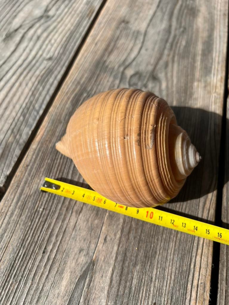 Tonna Galea Tonijnschelp Reuzentonschelp Zeeschelp - 13 cm, Verzamelen, Ophalen of Verzenden, Schelp(en)