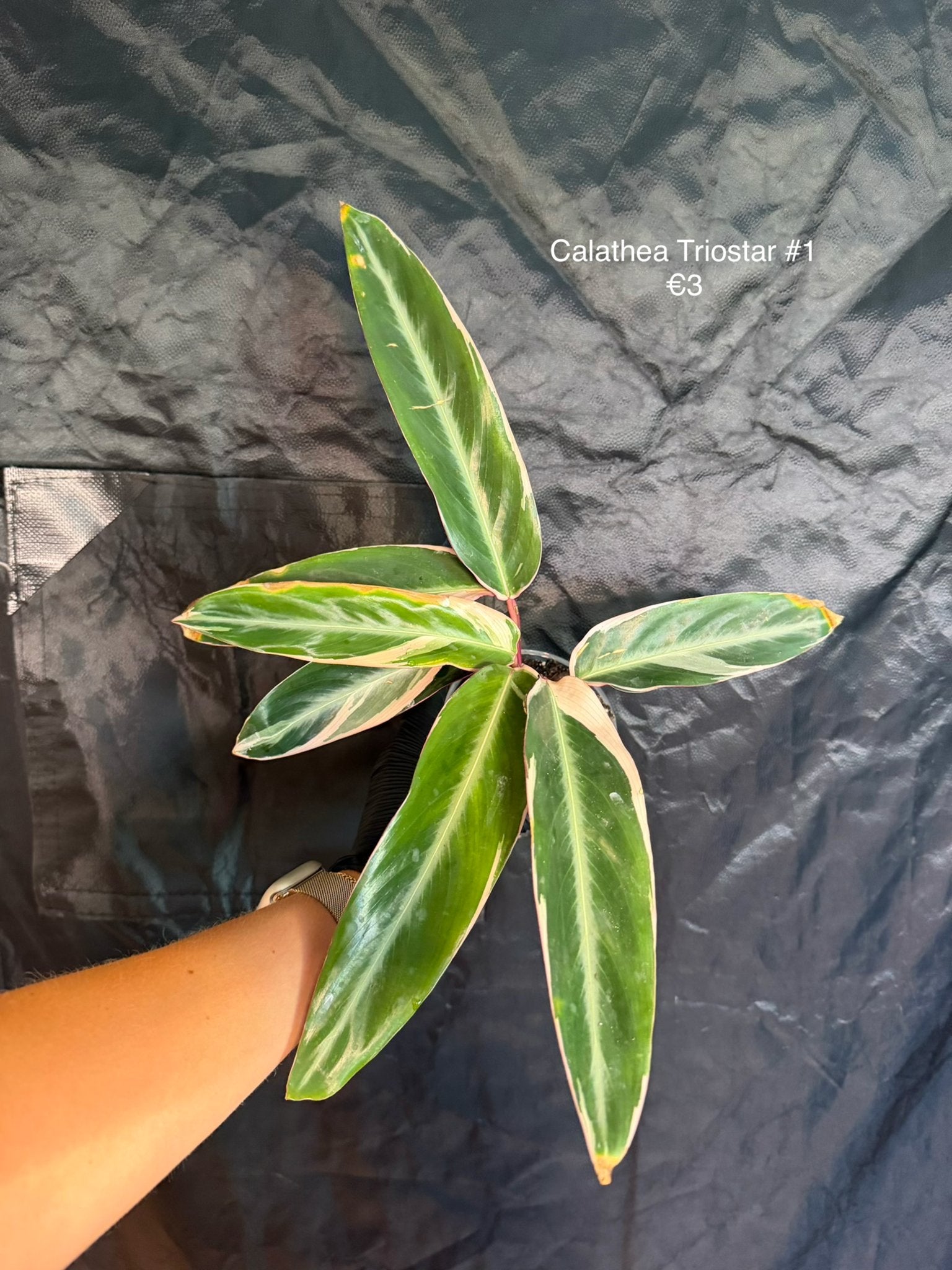 Calathea Triostar stekjes (kneusjes), Ophalen of Verzenden