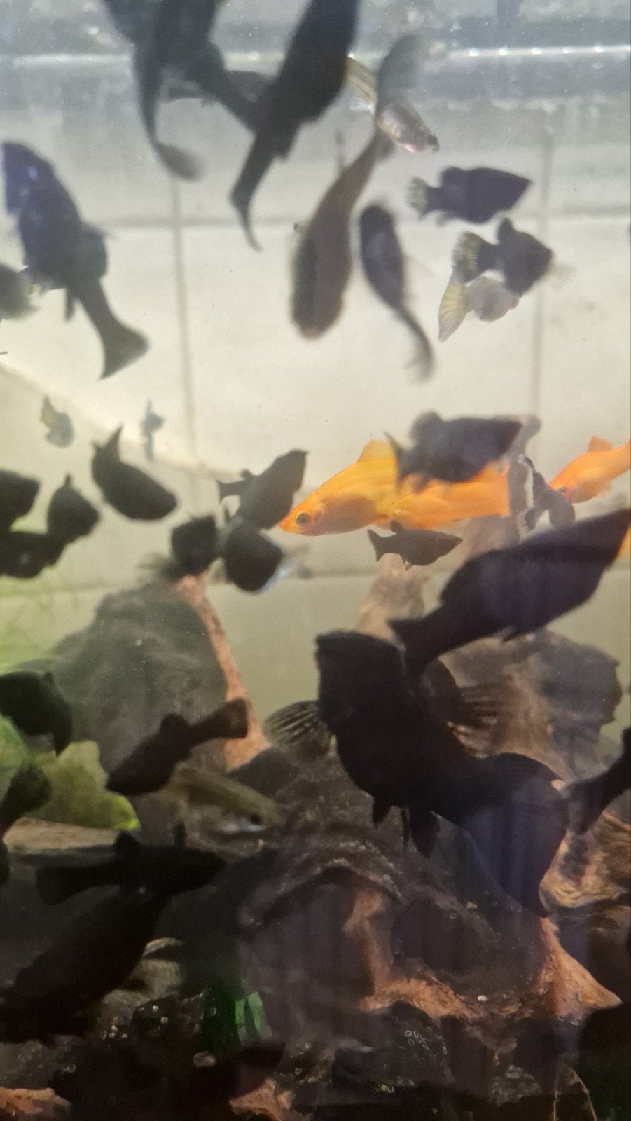 Jonge blackmollies, Dieren en Toebehoren, Vis