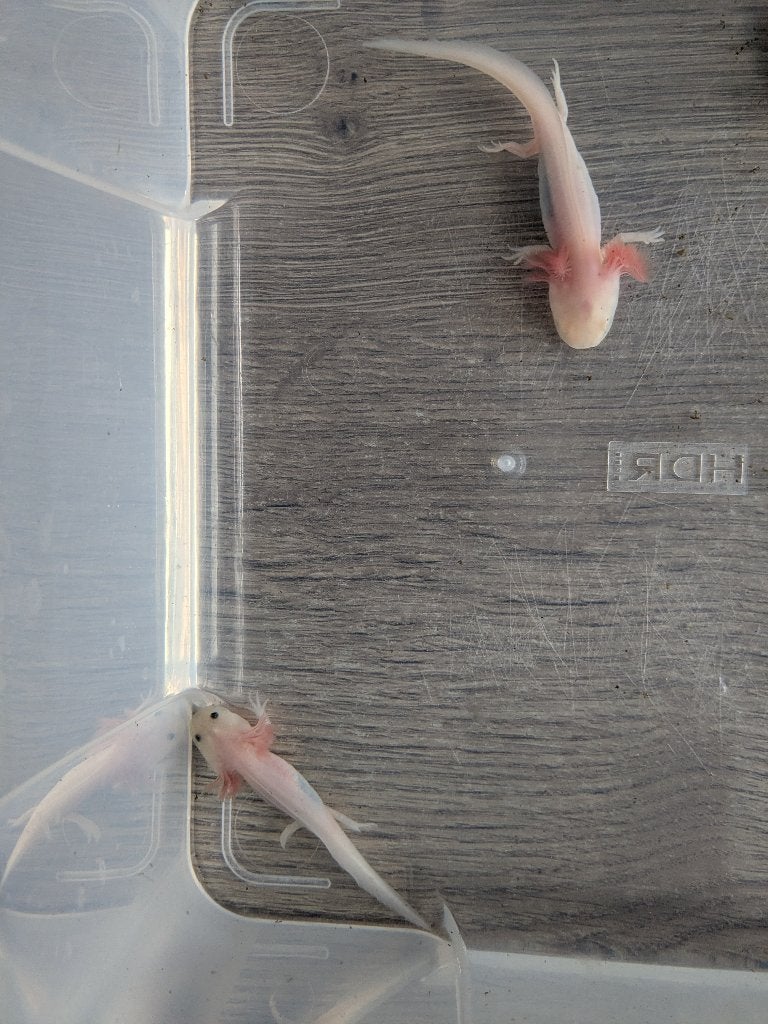Jonge axolotls, Dieren en Toebehoren, Reptielen en Amfibieën, Amfibie, 0 tot 2 jaar