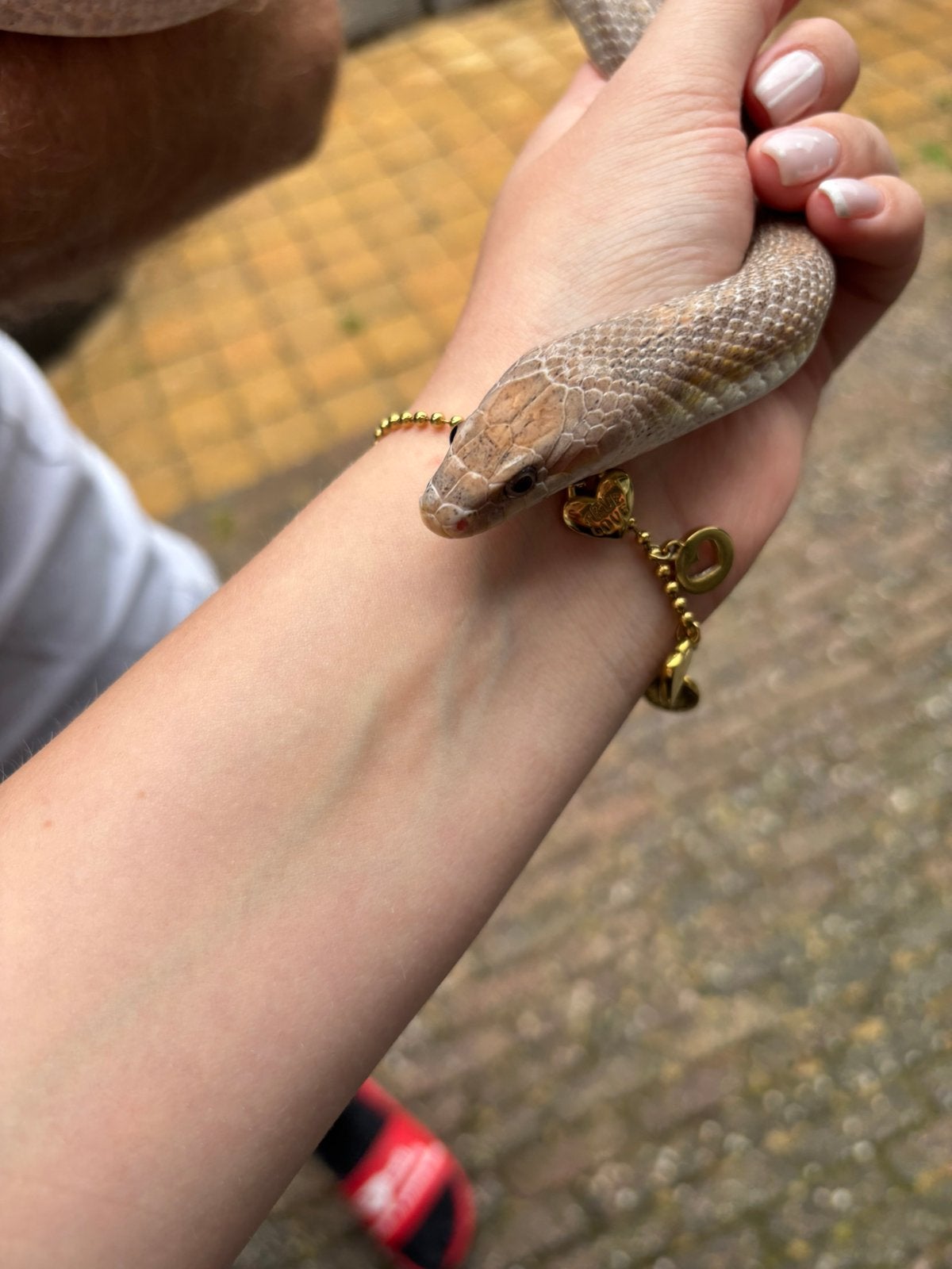 Rattenslang Rat Snake photo 2