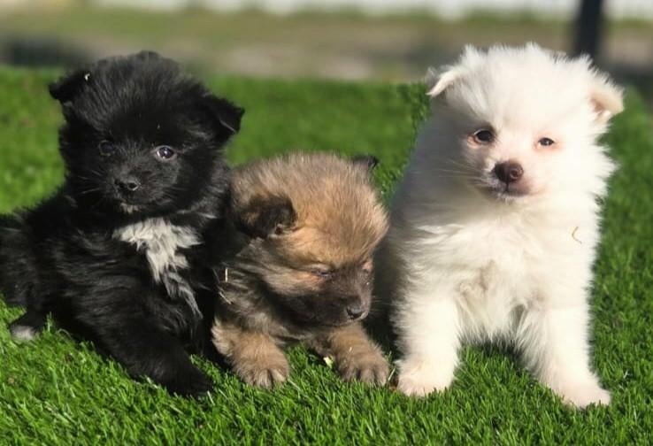 Tekoop leuke Dwergkees pups (pomeriaan)