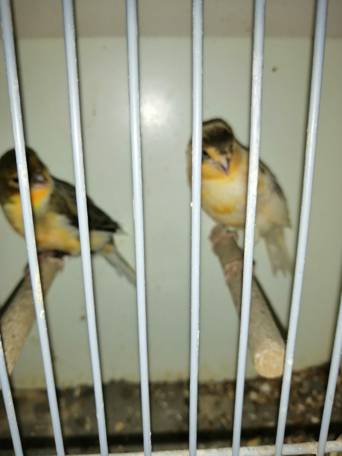 2 kanaries: 1 harlekijnman + 1 jong, Dieren en Toebehoren, Vogels | Kanaries, Geslacht onbekend, Kleurkanarie