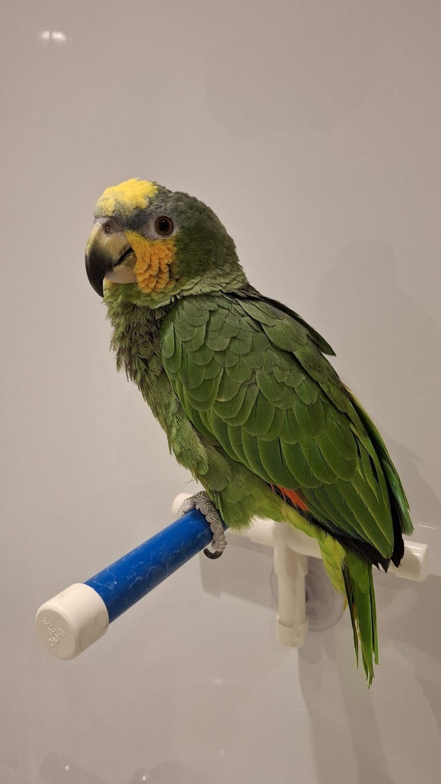 Venezuela Amazone, Dieren en Toebehoren, Geslacht onbekend, Papegaai, Pratend