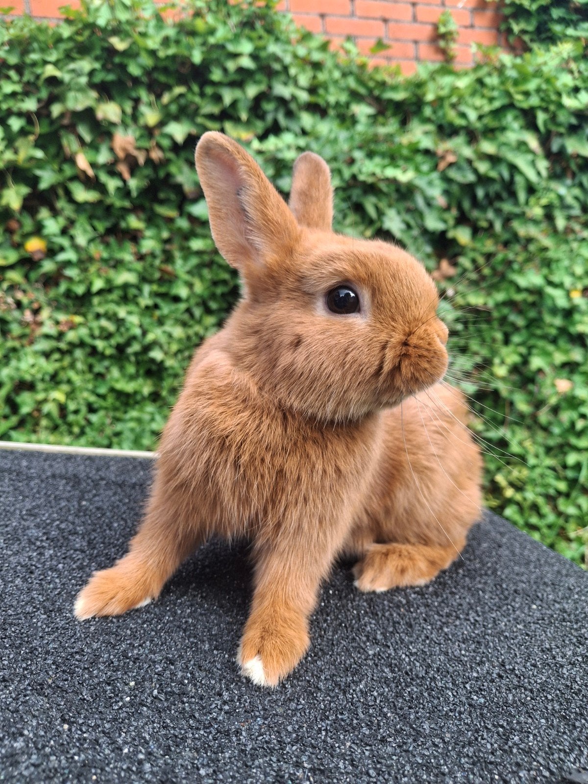 Lief oranje dwergkonijntje, Dieren en Toebehoren, Mannelijk, Dwerg, 0 tot 2 jaar