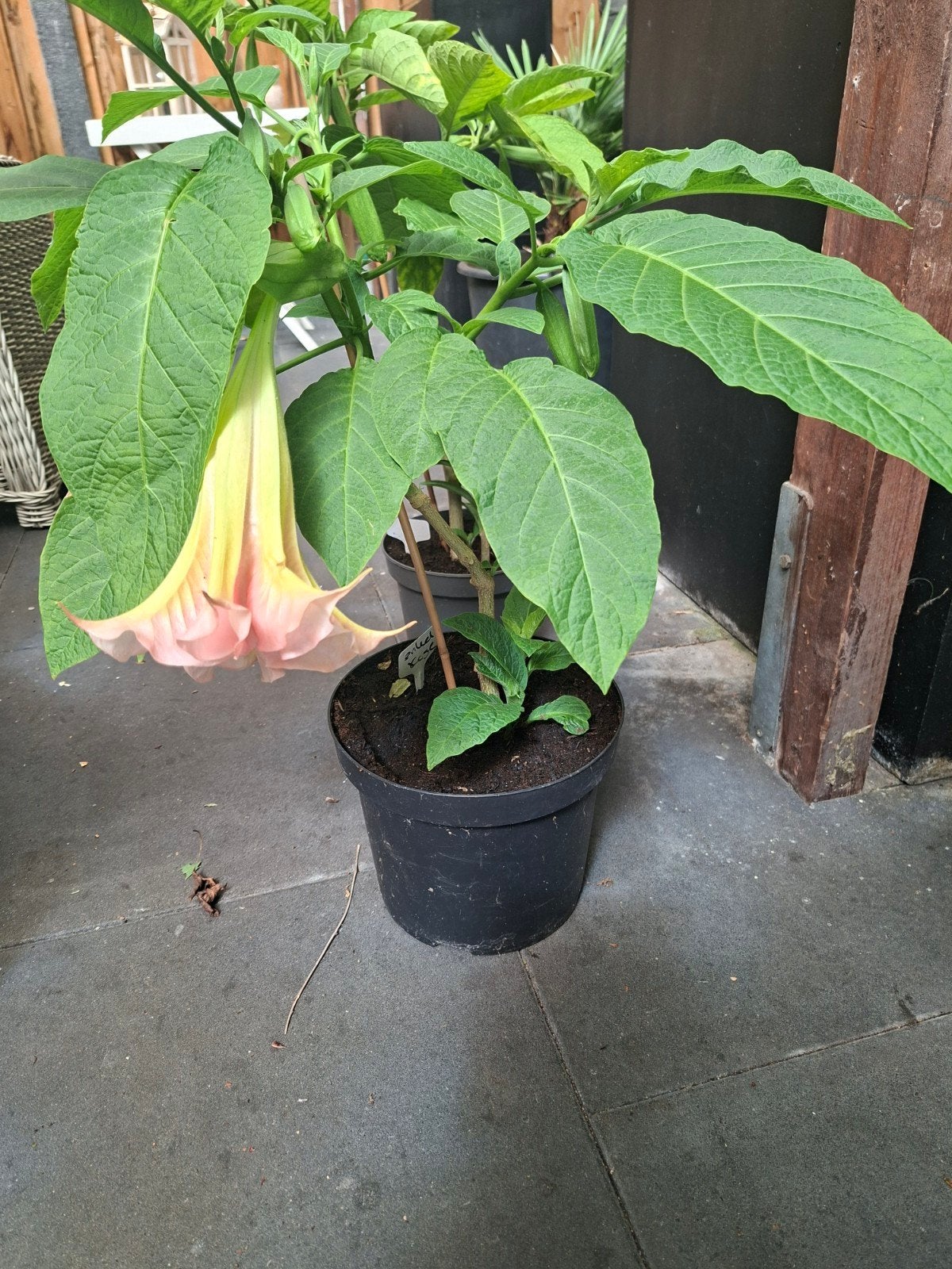 Brugmansia,  trompetplant, Ophalen, Vaste plant, Overige soorten, Volle zon