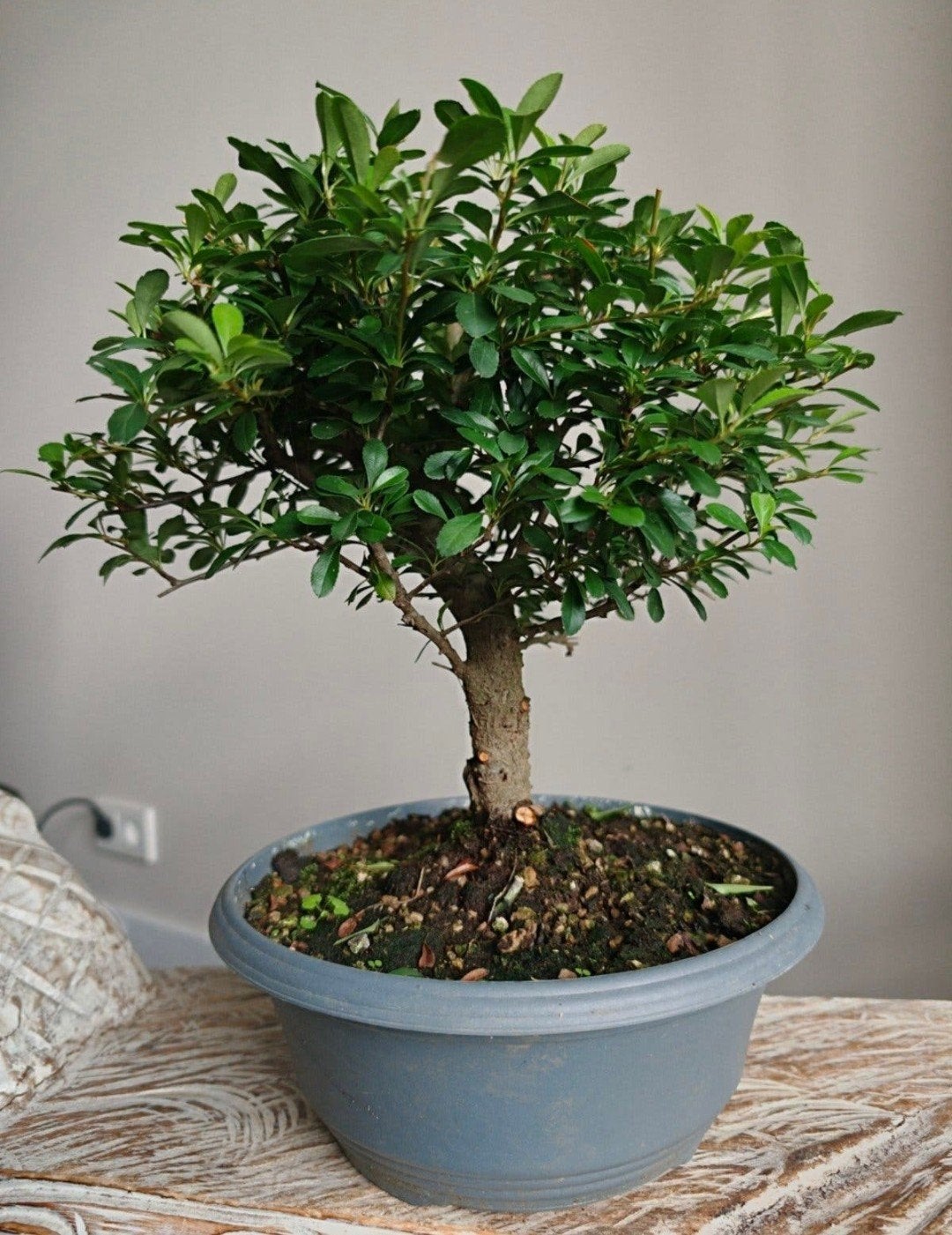 Pyracantha bonsai, Tuin en Terras, Bloeit niet, Halfschaduw, Minder dan 100 cm, Overige soorten