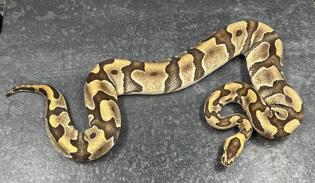 0.1 Enchi YB 100% th Amur DG Clown, Ball Python, Slang, 0 tot 2 jaar